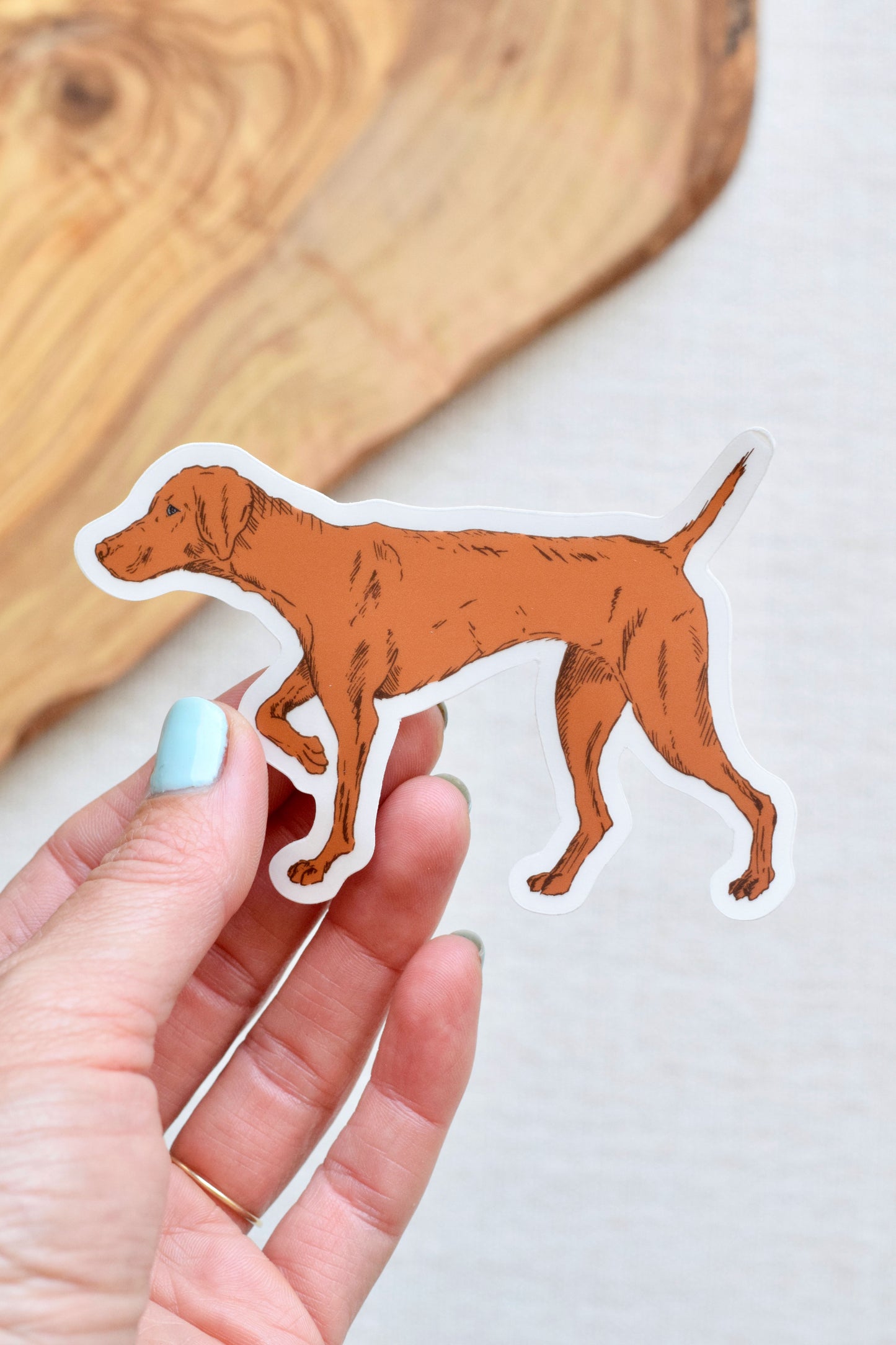 Vizsla Dog Sticker