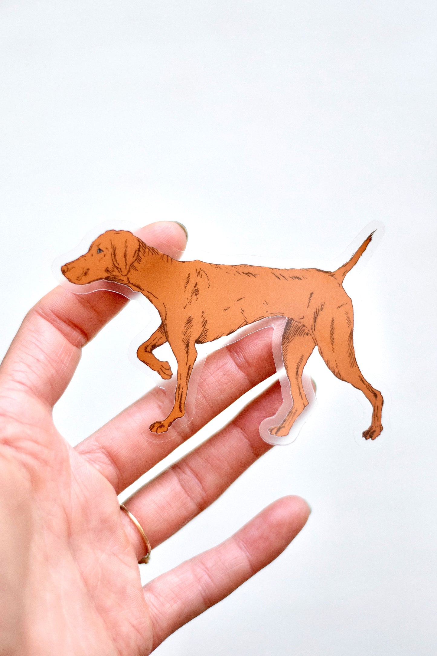 Vizsla Dog Sticker